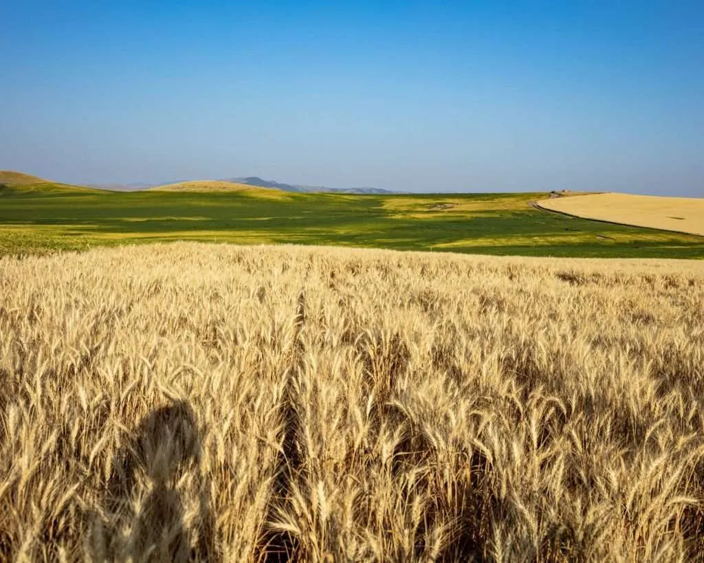 Western Ranch Brokers | Wheat Montana Farms