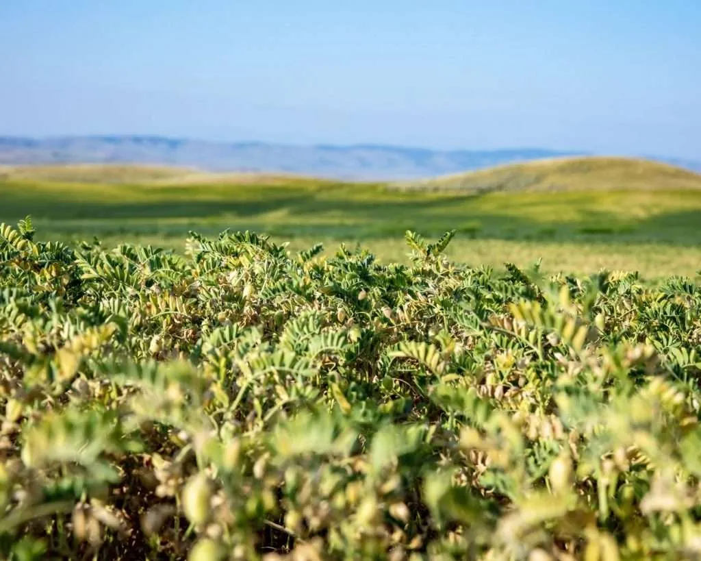 Western Ranch Brokers | Wheat Montana Farms