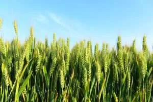 wheat - Western Ranch Brokers Green wheat growing under blue sky