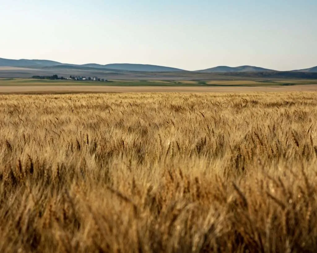 Dreaming Fields-001 - Western Ranch Brokers Close up of wheat with mountains in the background on a Montana ranch