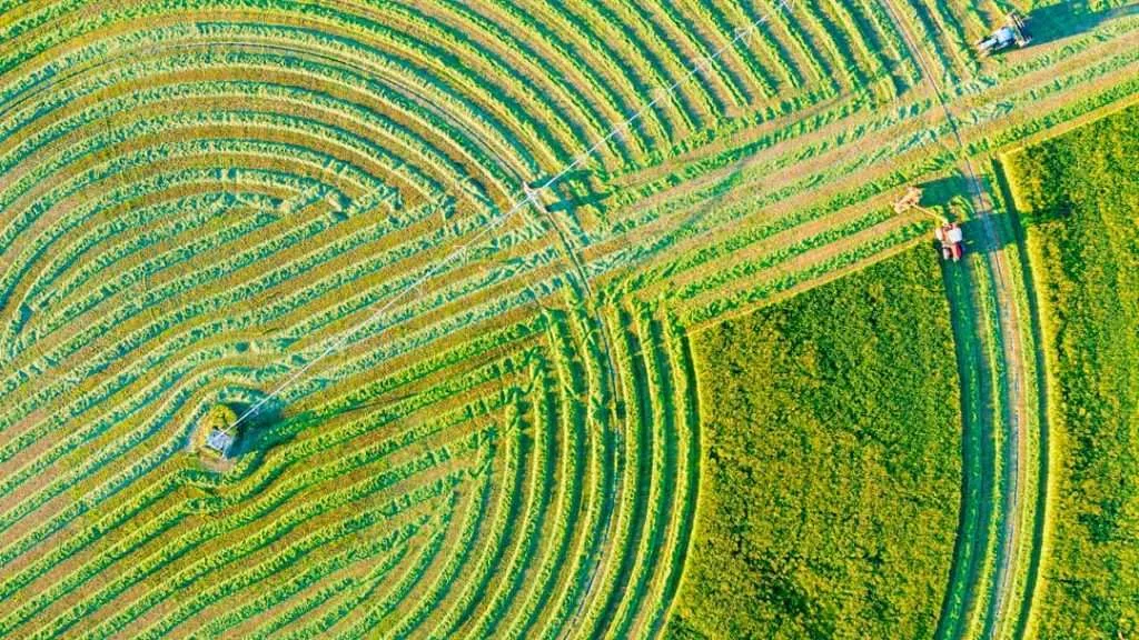 Windrows on Montana farm land