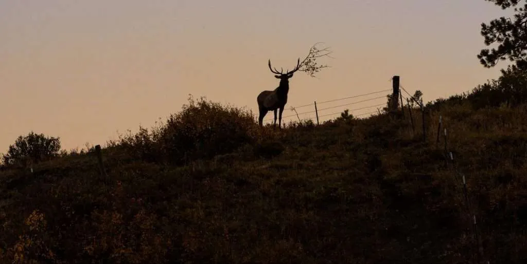 Silhouette of an elk with branches in his antlers in Montana
