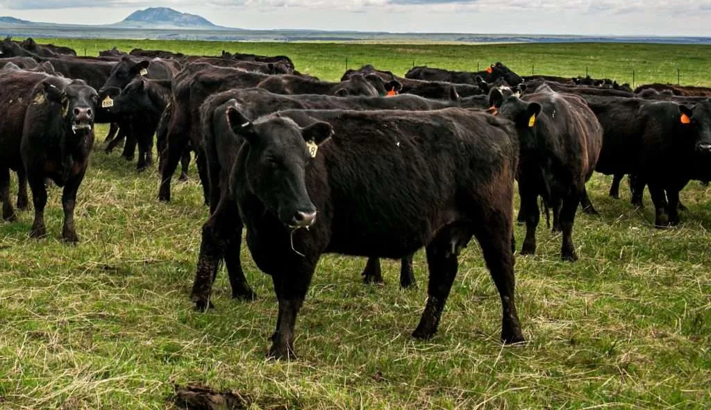 Cattle in an enclosure with mountains in the background of a Montana ranch for sale