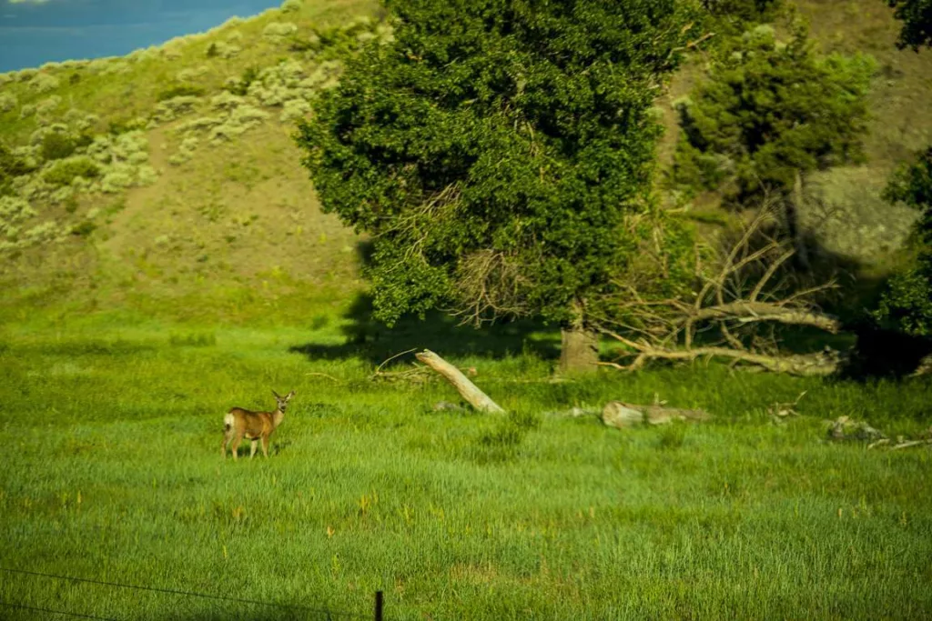 Mule deer in grassy area on a Montana ranch for sale