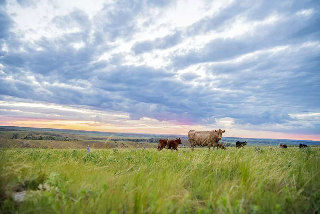 Cattle crossing a grassy landscape on a Montana ranch