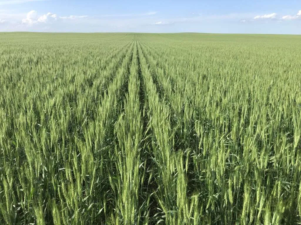 Spring wheat 2 - Western Ranch Brokers Rows of green crops on a Montana farm