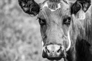 BrianGrossenbacher-0878 - Western Ranch Brokers Close up of cow with ear tag grazing on Montana ranch