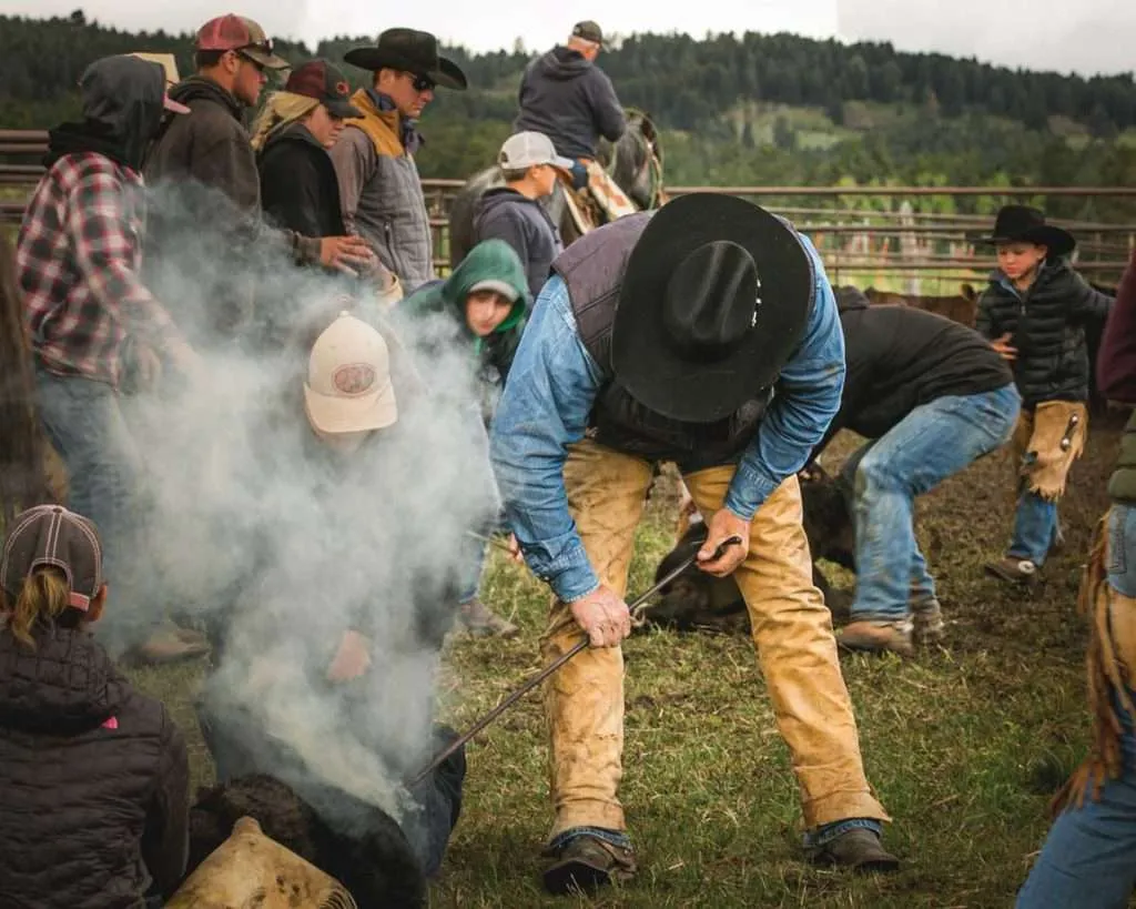 Ranch broker Bill Boyce branding cattle