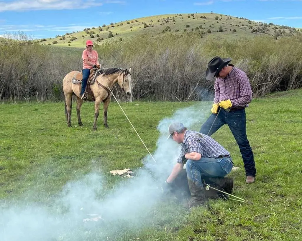 Ranch broker Caleb Campbell branding cattle