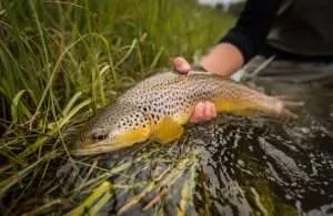 shutterstock_1305021925 - Western Ranch Brokers Person holding a trout in their hand in the Bitterroot River in Montana