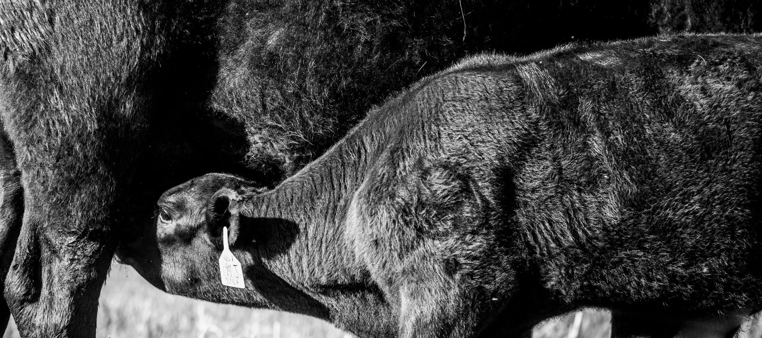 BGrossenbacher-9934 - Western Ranch Brokers Photography by Brian Grossenbacher for Western Ranch Brokers