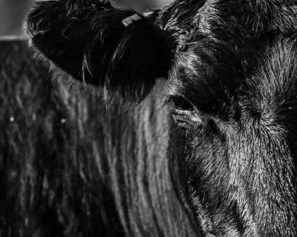 Close of up cattle on Montana ranch for sale