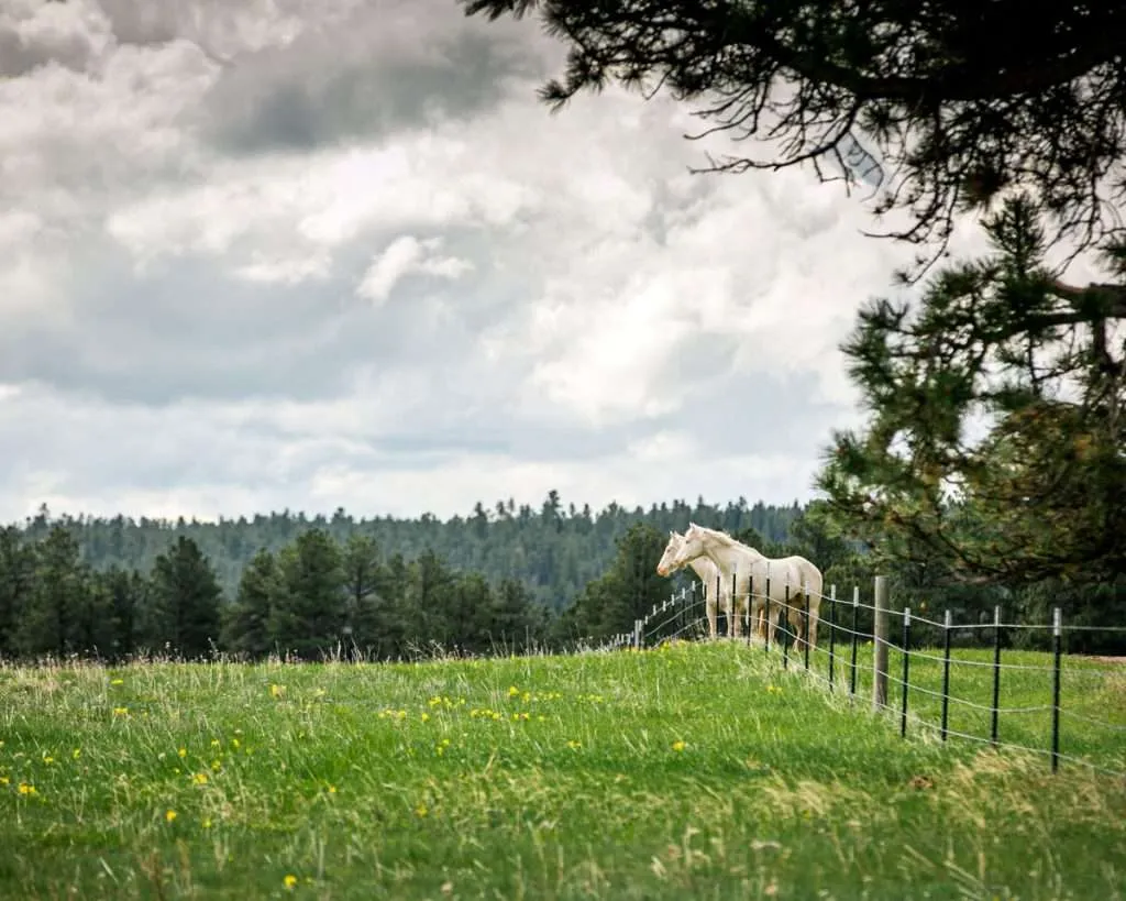 Averett 9734 White horses at fence on grassy Montana ranch for sale