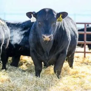 4L3A0023-web - Western Ranch Brokers Bull in a pen at bull sale