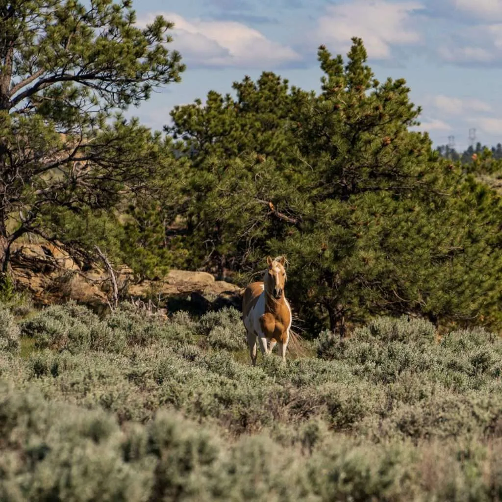 Horse - Western Ranch Brokers Horse in brush on Montana ranch for sale