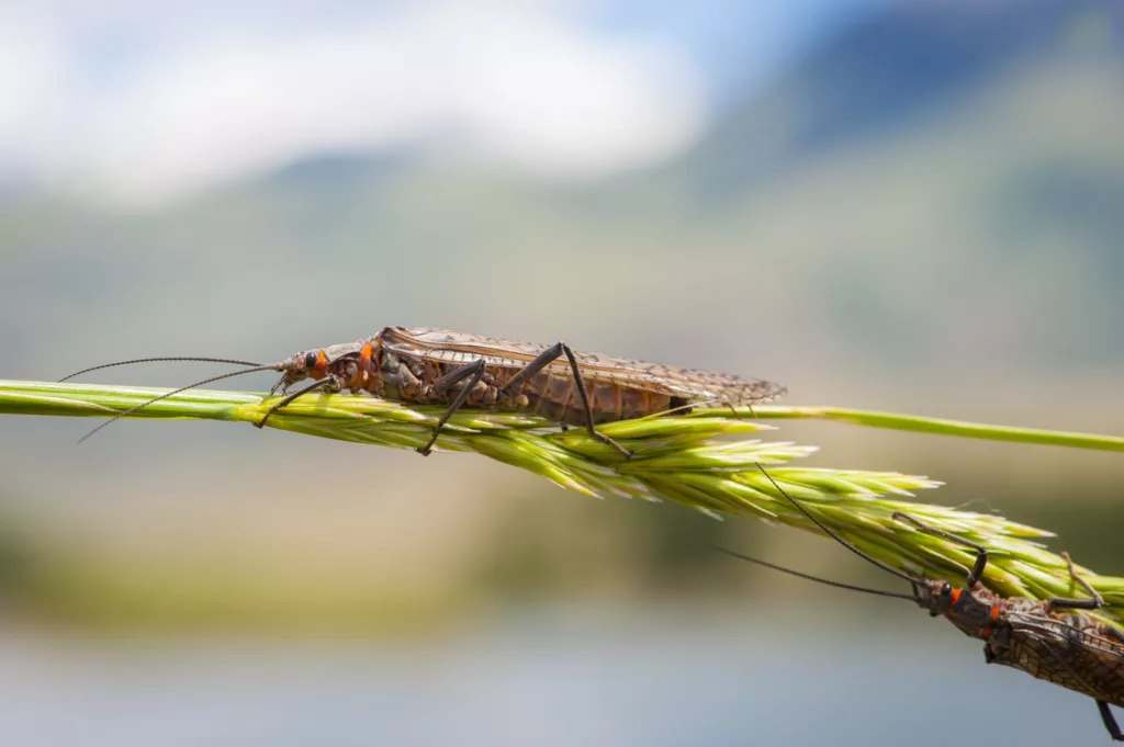 BrianGrossenbacher-5552 - Western Ranch Brokers