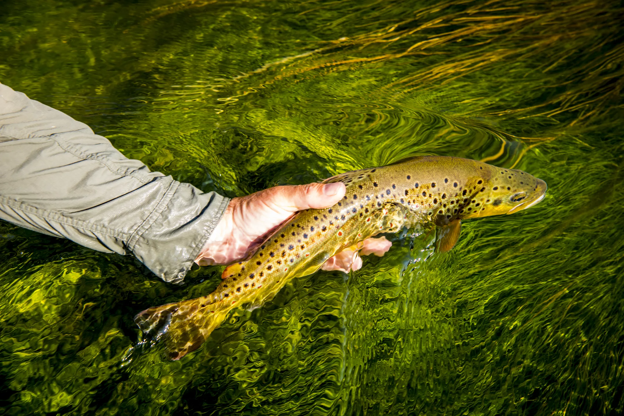 Montana's Salmonfly fish - Western Ranch Brokers Montana's Salmonfly fish