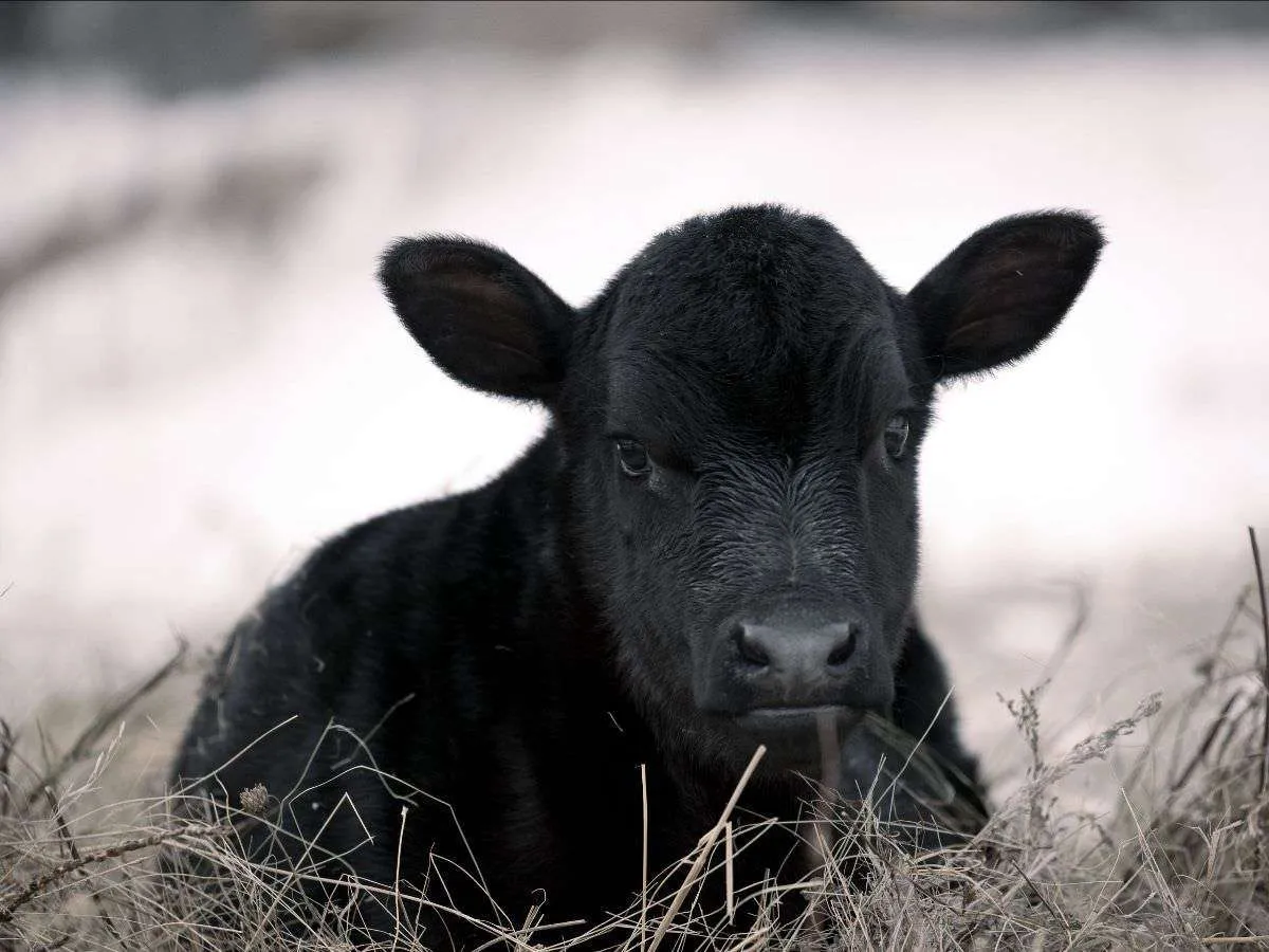 Baby calf in hay