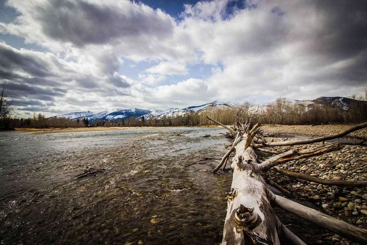 Downed tree alongside Bitterroot River in Montana