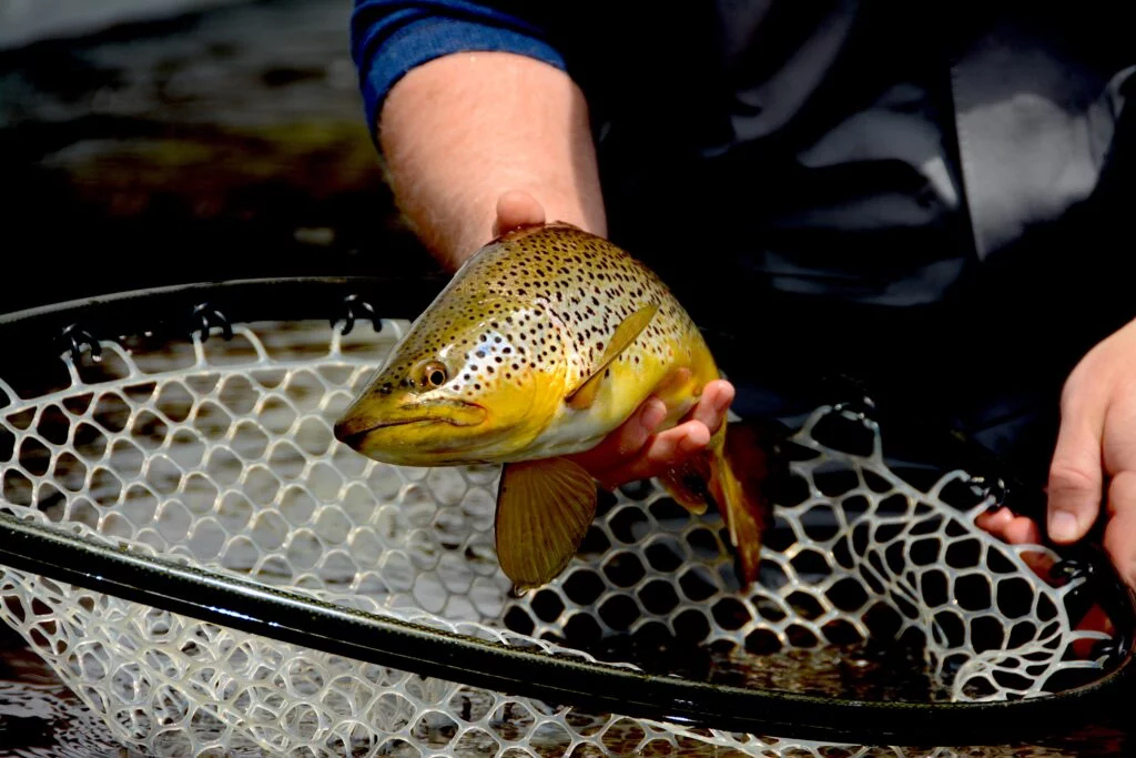 ONT_9225 - Western Ranch Brokers