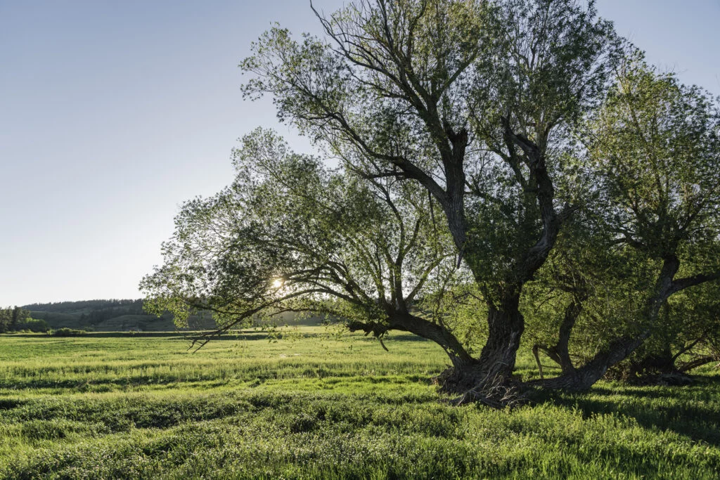 Averett-06048 - Western Ranch Brokers