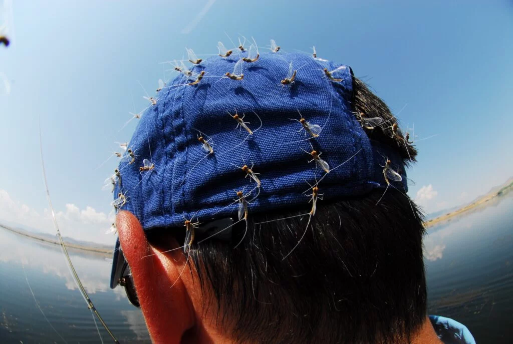 cTHOMAS 2006 - Western Ranch Brokers