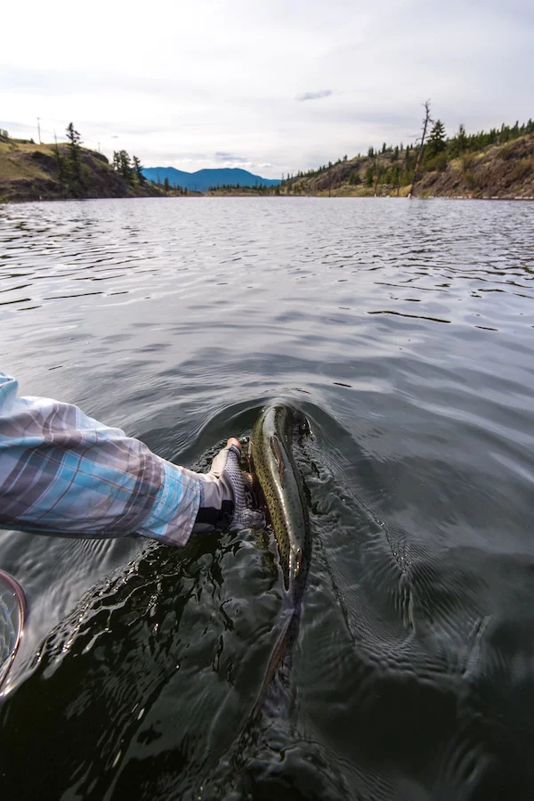 Release - Western Ranch Brokers