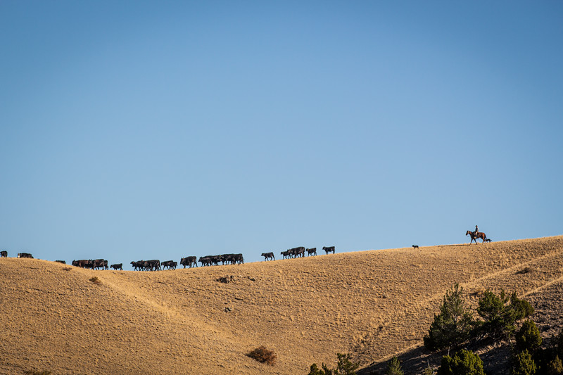 Cowboy trailing cattle - Western Ranch Brokers