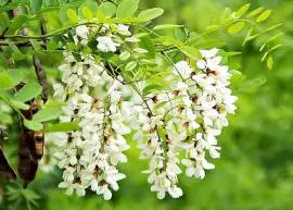 Wholesale of Acacia flowers from the manufacturer at optimal prices