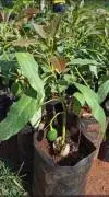 GRAFTED HASS AVOCADO SEEDLINGS 