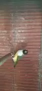 Gouldian finches birds