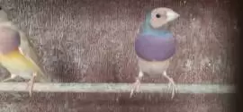 Gouldian finches birds