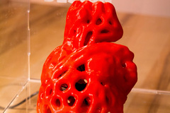Anatomical Voronoi Heart