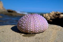 Sea urchin skeleton 