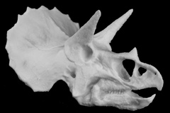 Triceratops Skull in Colorado, USA