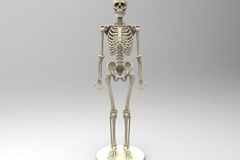 Real-size human skeleton