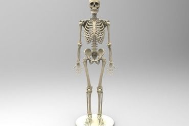 Real-size human skeleton
