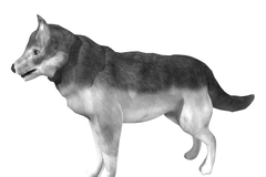 Wolf model