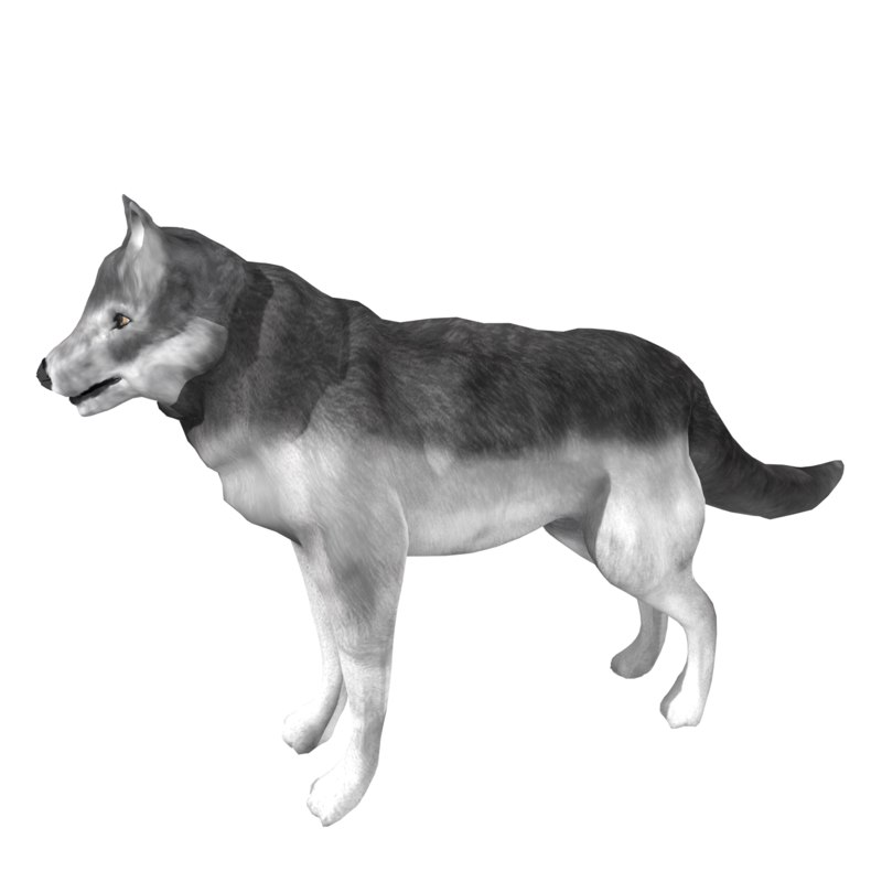 Wolf model