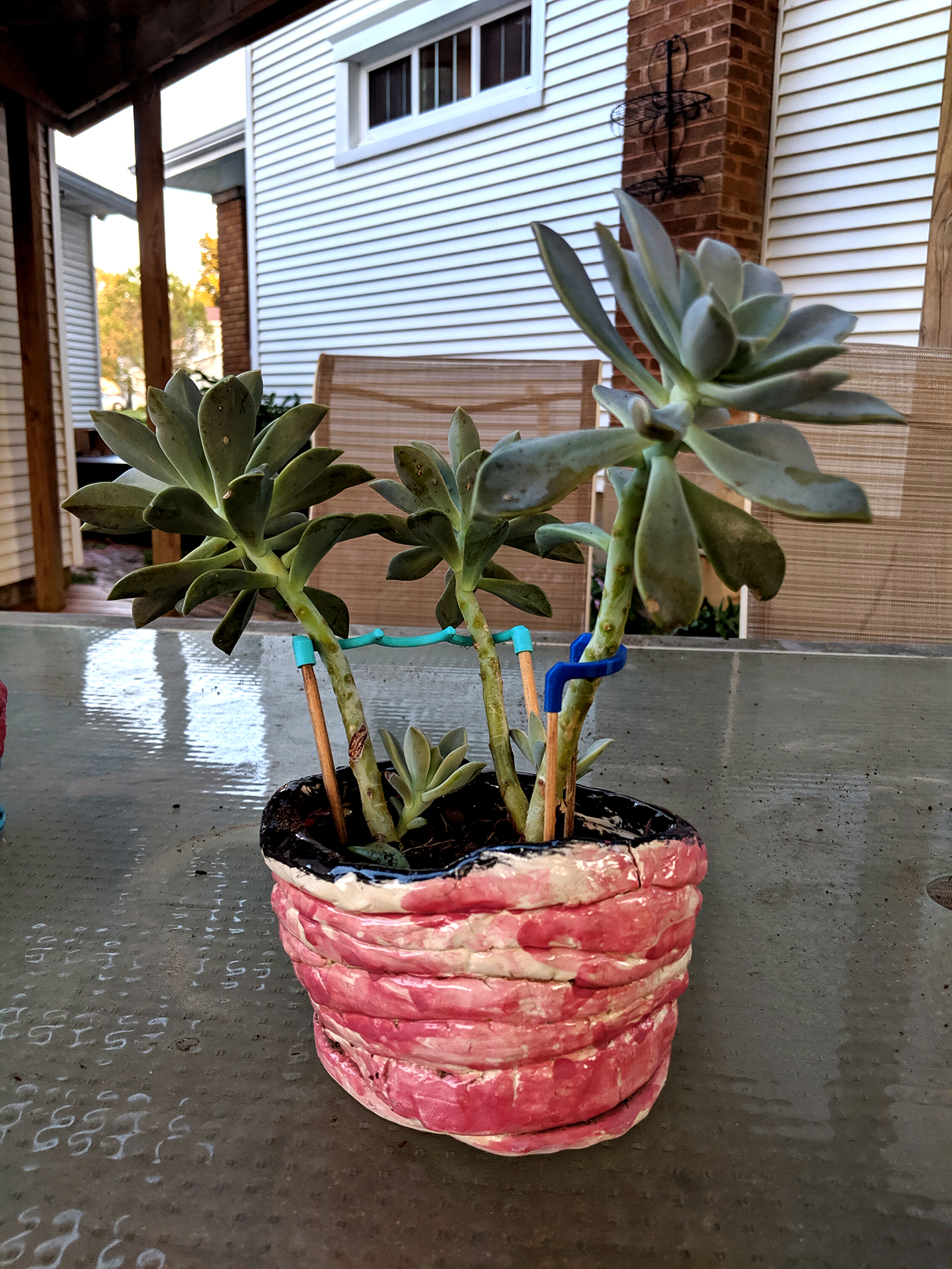 Succulent Plant Support