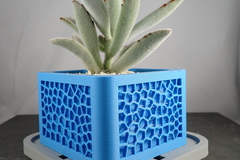 Voronoi Planter