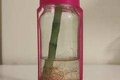 Jar Plant Support / Vase