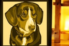 Jack Russell Terrier lightbox