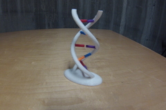 Interactive DNA Model