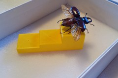 Insect Pinning Block