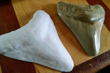Mighty Megalodon Tooth