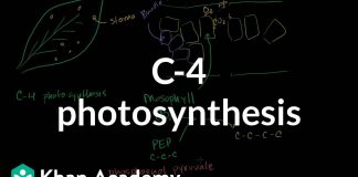 C-4-Photosynthesis