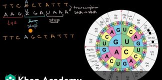 Impact-of-mutations-on-translation-into-amino-acids-High-school-biology-Khan-Academy