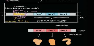 Operons-and-gene-regulation-in-bacteria