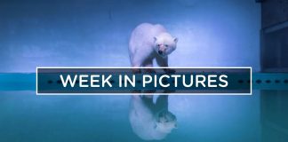 POLAR-BEAR-IN-A-SHOPPING-MALL-THE-WEEK-IN-PICTURES